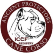 International Cane Corso Federation