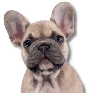 French Bulldog - Featured Image