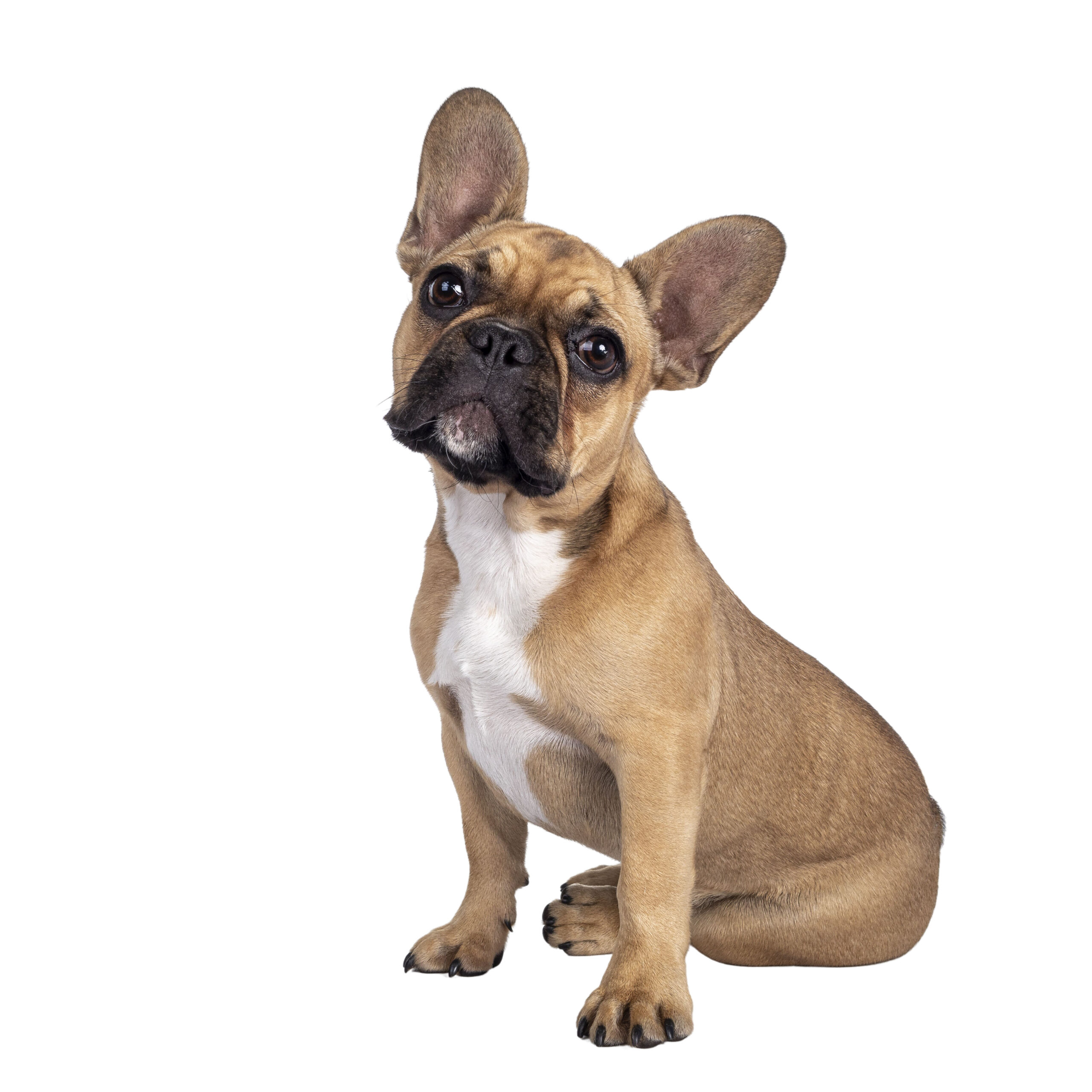 French Bulldog - Featured Image