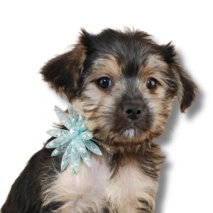 Morkie - Featured Image
