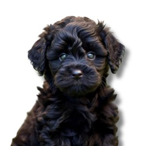 Yorkie Poo - Featured Image