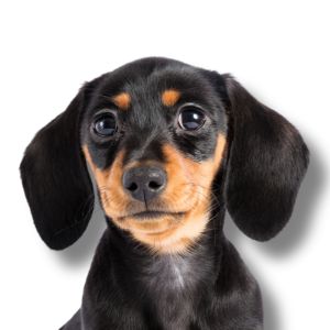 Dachshund - Featured Image