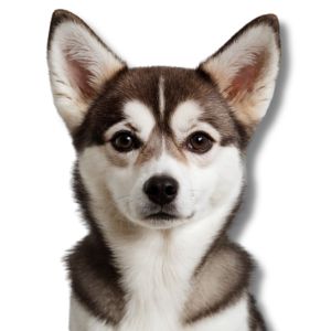 alaskan klee kai puppy