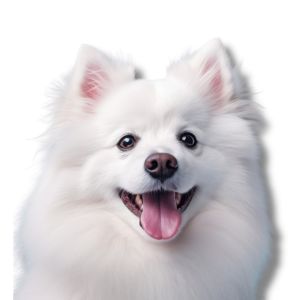 american eskimo puppy
