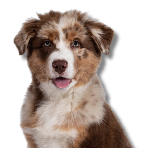 Australian Shepherd