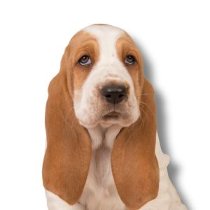 basset hound puppy