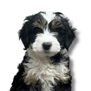 bernedoodle puppy