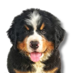 bernese mountain dog puppy
