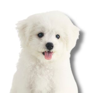bichon frise puppy