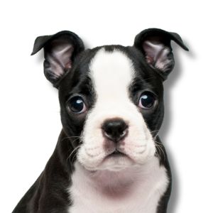 Boston Terrier - Featured Image