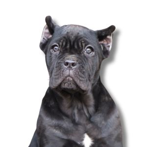 Cane Corso - Featured Image