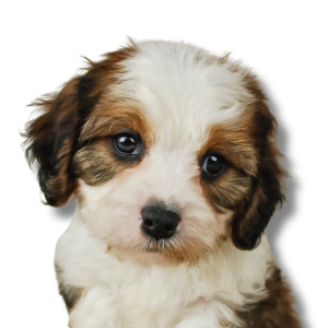Cavachon