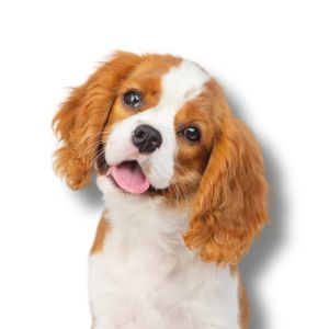 Cavalier King Charles Spaniel - Featured Image