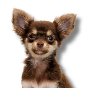 Chihuahua - Featured Image