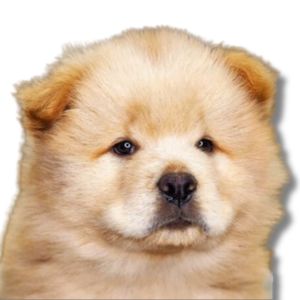 chow chow puppy
