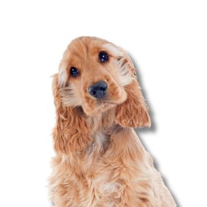 cocker spaniel puppy