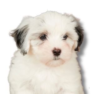 coton de tulear puppy