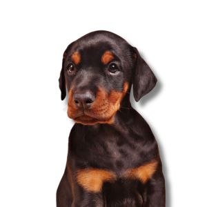 doberman pinscher puppy