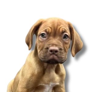 dogue de bordeaux puppy