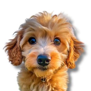doxiepoo puppy