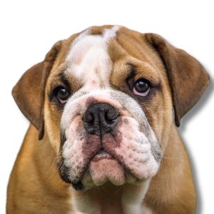 english bulldog puppy