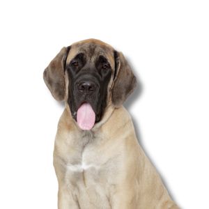 english mastiff puppy