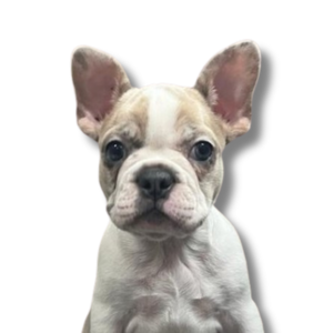 Frenchton - Featured Image