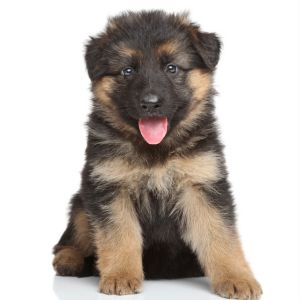 german shepherd puppy