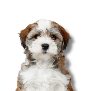 Havanese - Featured Image