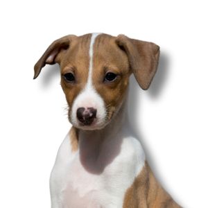 Italian Greyhound - Featured Image