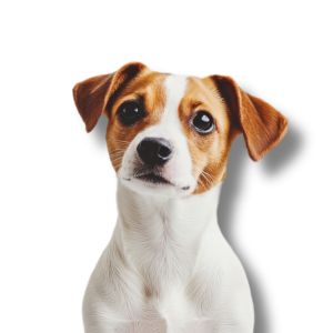Jack Russell Terrier - Featured Image