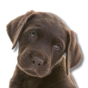 labrador retriever puppy