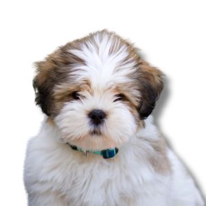 lhasa apso puppy