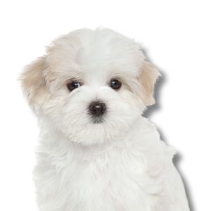 Maltese - Featured Image