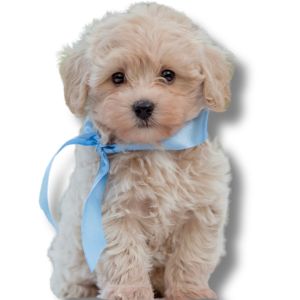 Maltipoo - Featured Image