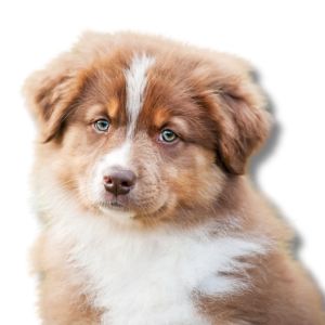 Miniature Australian Shepherd - Featured Image