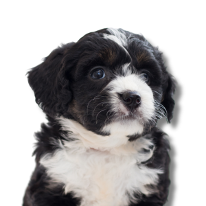 Mini Bernedoodle