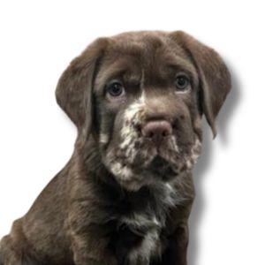 miniature hippo puppy