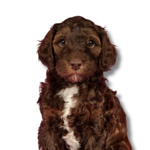 miniature labradoodle puppy
