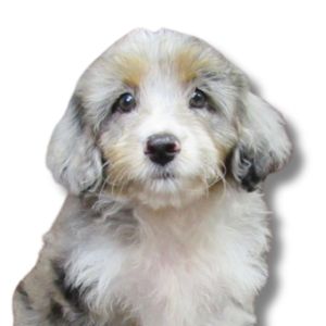 mini aussiepoo puppy