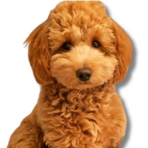miniature irish doodle puppy