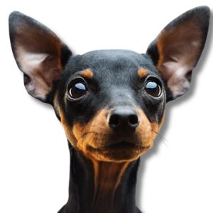 mini pinscher puppy