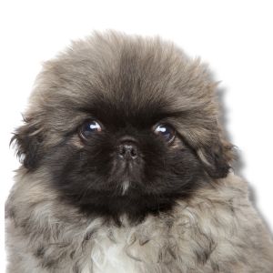 Pekingese - Featured Image