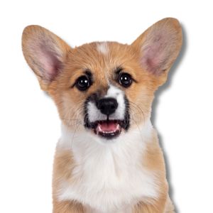 pembroke welsh corgi puppy