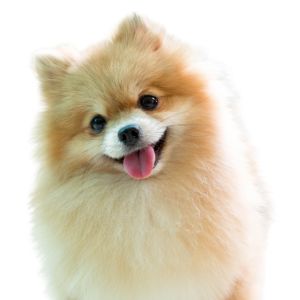 Pomeranian - Featured Image