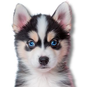 pomsky puppy