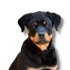 Rottweiler - Featured Image