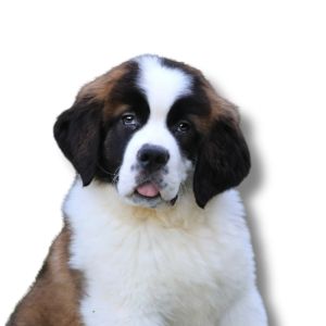 saint bernard puppy