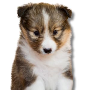 shetland sheepdog puppy