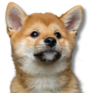 shiba inu puppy